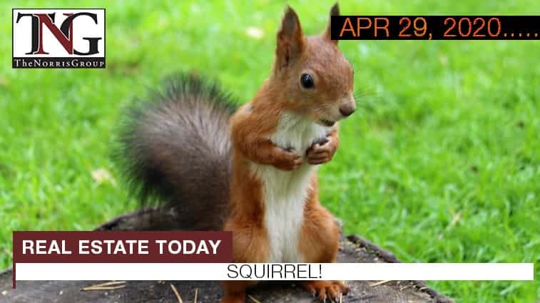 Real Estate Today Squirrel